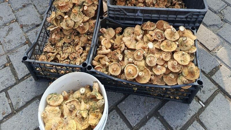 Bigadiç’te sonbaharın gelmesiyle birlikte doğanın en özel armağanlarından biri olan