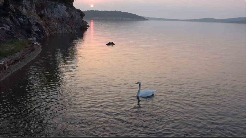 Balıkesir’in Ayvalık ilçesindeki sevimli bir kuğu, Paşa Limanı’nın adeta simgesi