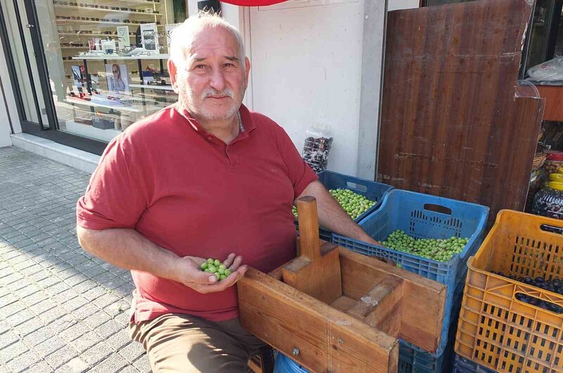Türkiye’nin önemli zeytin üretim merkezlerinden Balıkesir’in Burhaniye ilçesinde, yeşil zeytin