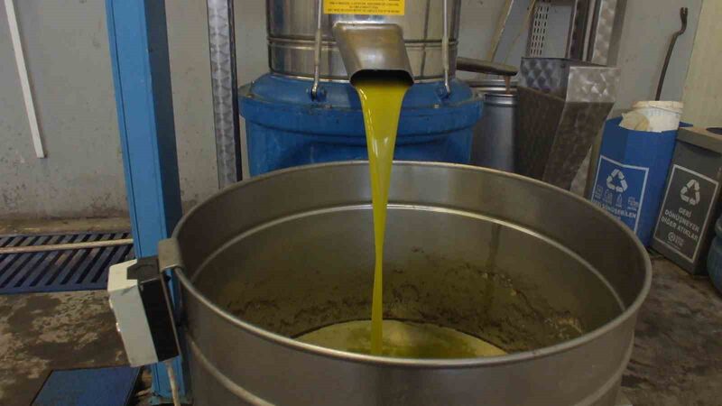 Türkiye’nin önemli zeytin üretim merkezlerinden Balıkesir’in Burhaniye ilçesinde, yok yılının