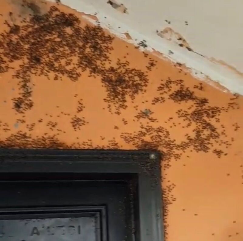 Balıkesir’in Gönen ilçesine bağlı Hacımenteş Mahallesi’nde vatandaşlar kara sinek istilasından