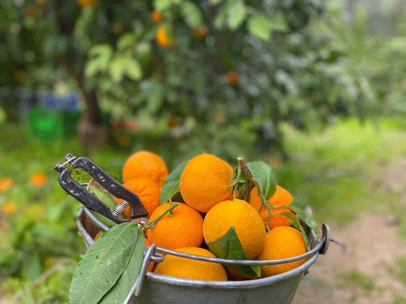 Balıkesir’de coğrafi işaretli Havran mandalinasında hasat tüm hızıyla devam ediyor.