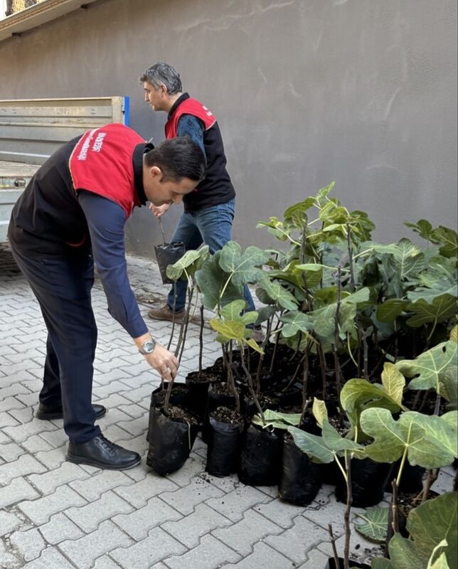Balıkesir’in Gömeç ilçesinde, “İncir Üretimini Artırma Projesi” kapsamında üreticilere 499