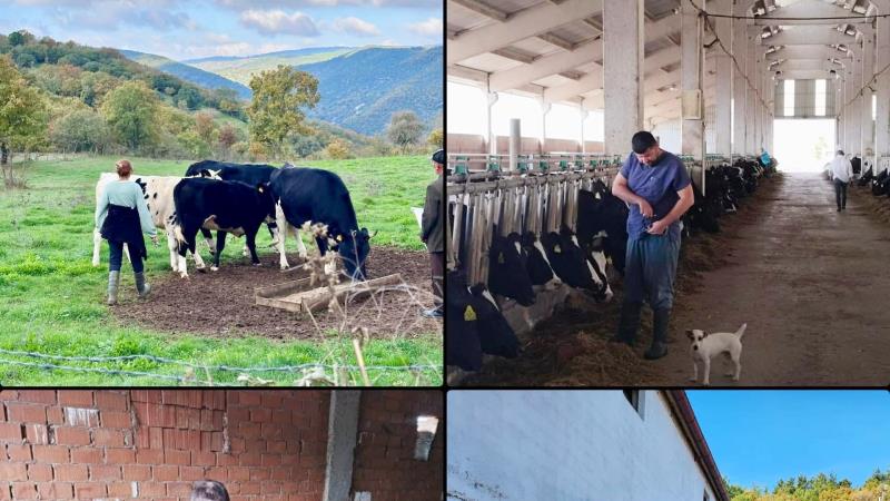 Balıkesir’de şap hastalığı ile mücadele kapsamında yürütülen aşılama programı, yıl