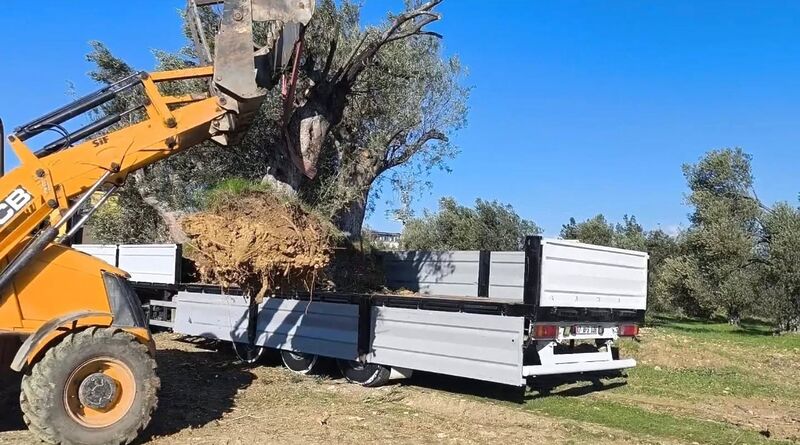 Balıkesir’in Gömeç ilçesinde İlçe Tarım ve Orman Müdürlüğü, zeytin ağaçlarının