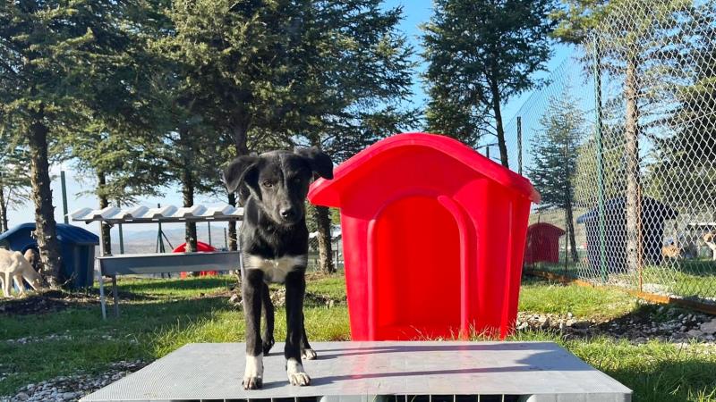 Yakın zamanda açılışı gerçekleştirilen Altıeylül Hayvan Barınağı, tüm birimleri tamamlanarak