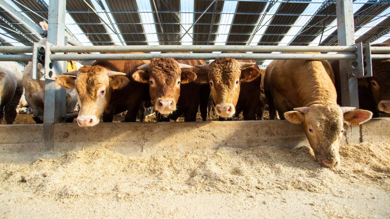 Balıkesir İl Tarım ve Orman Müdürlüğü, 2026 yılı besilik hayvan