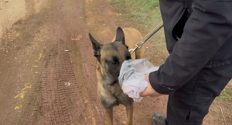 Balıkesir’in Erdek ilçesinde 7 gündür kendisinden haber alınamayan Elif Kumal’ı