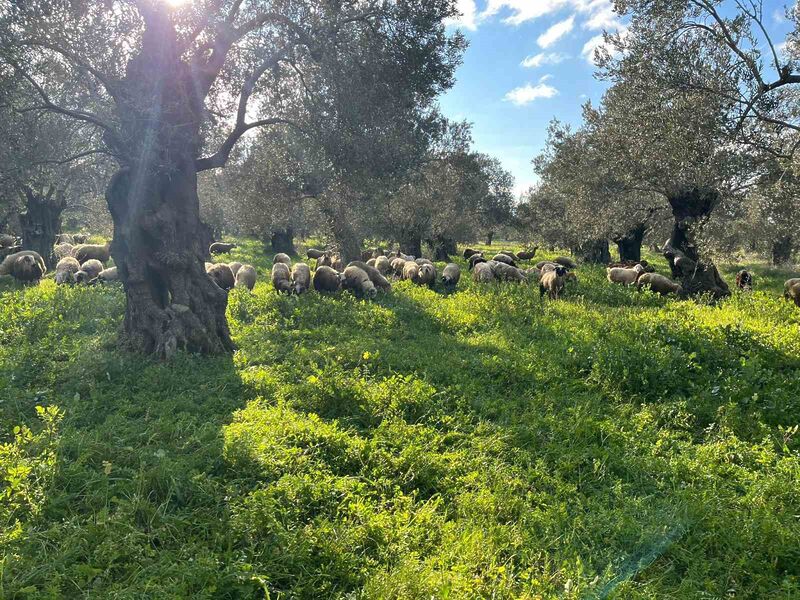 Balıkesir’in Burhaniye ilçesinde, Çiftçi Malları Koruma Başkanlığı, zeytinliklerde hayvan otlatanlara