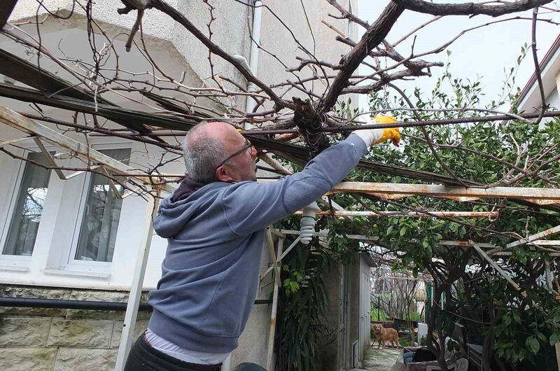 Burhaniye ilçesinde, ilkbahar yaklaşırken, asmalarda budama sezonunu başladı. Budama yapan