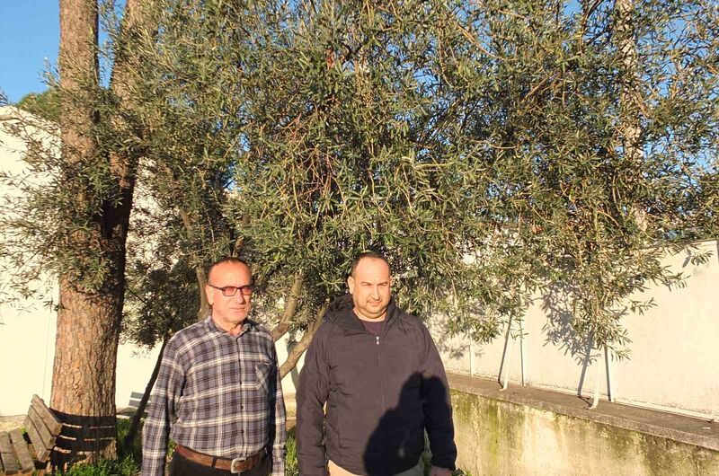 Türkiye’nin önemli zeytin üretim merkezlerinden Balıkesir’in Burhaniye ilçesinde, bir haftadan