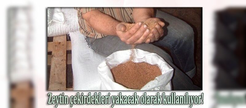 Türkiye’nin önemli zeytin üretim merkezlerinden Balıkesir’in Burhaniye ilçesinde Tariş Zeytinyağı