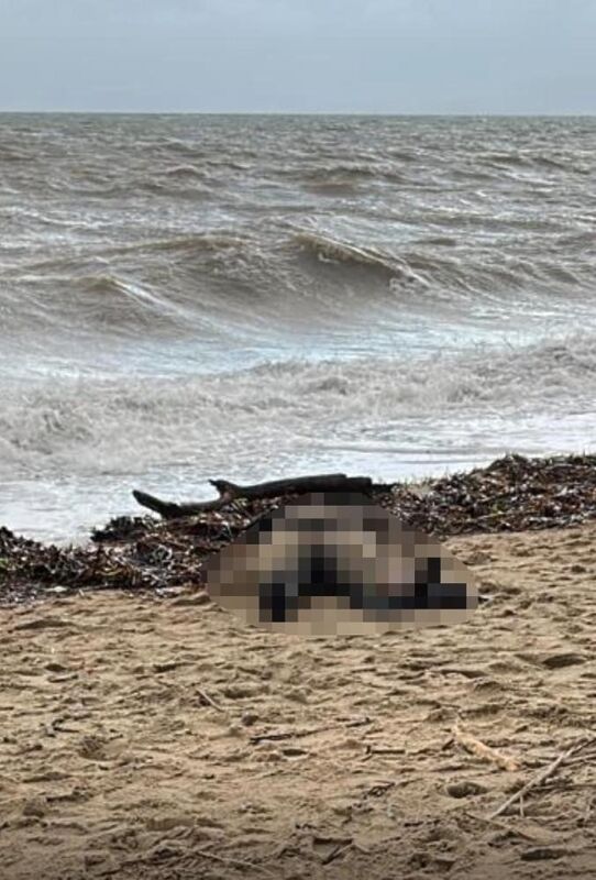 Balıkesir’in Ayvalık ilçesi Sarımsaklı sahilinde dün kıyıya vuran kadın cesedi