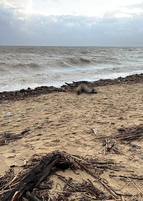 Balıkesir’in Ayvalık ilçesi Sarımsaklı sahilinde bir kadın cesedi bulundu. Edinilen