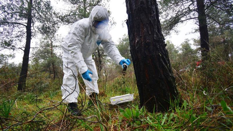 Balıkesir Orman Bölge Müdürlüğü, çam ormanlarında ağaçların gelişimini yavaşlatan ve