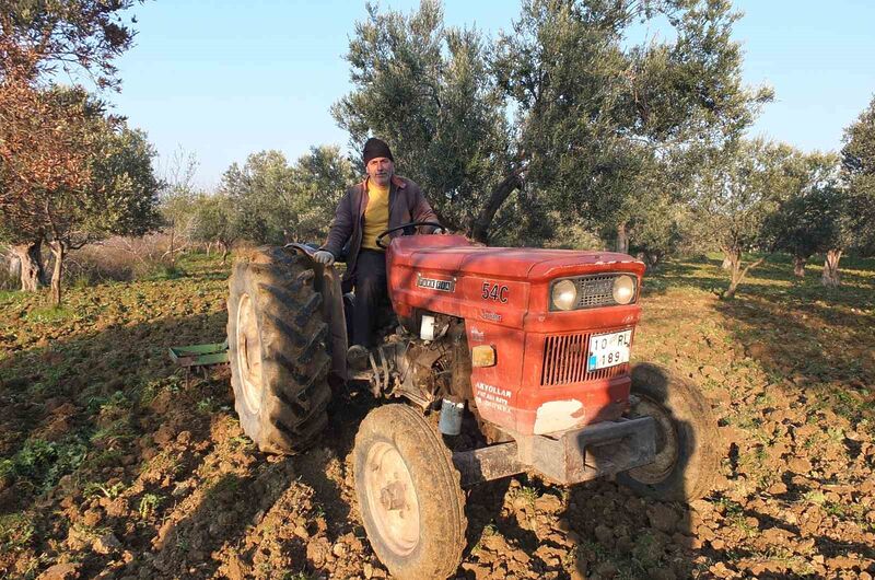 Türkiye’nin önemli zeytin üretim merkezlerinden Balıkesir’in Burhaniye ilçesinde, zeytinliklerde budama