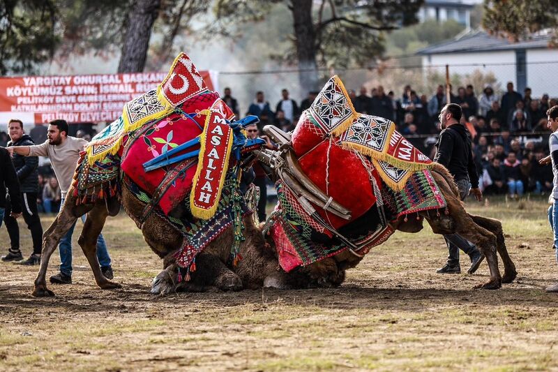 Balıkesir’in Burhaniye ilçesinde, Şap hastalığı gerekçesiyle iptal edilen deve güreşleri
