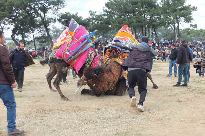 Yurt genelinde şap salgını nedeniyle deve güreşleri bu yıl yapılamazken,