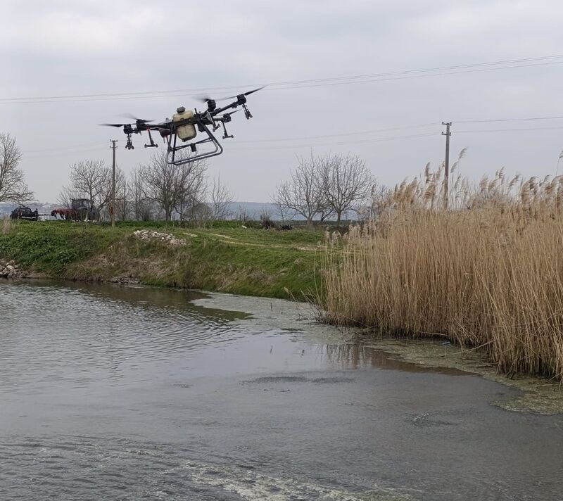Balıkesir’in Manyas ilçesinde çeltik ekim alanlarının yoğun olduğu bölgelerde yaz