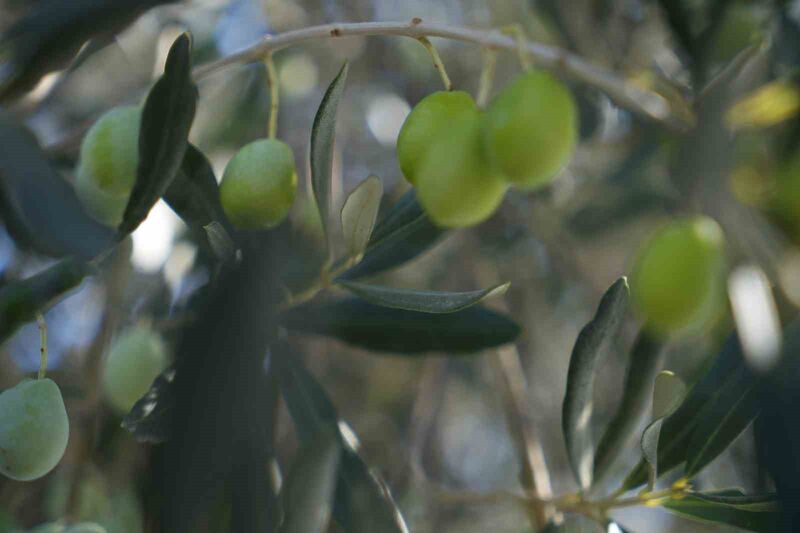 Havran İlçe Tarım ve Orman Müdürlüğü, ilçede zeytin ağaçlarında görülen