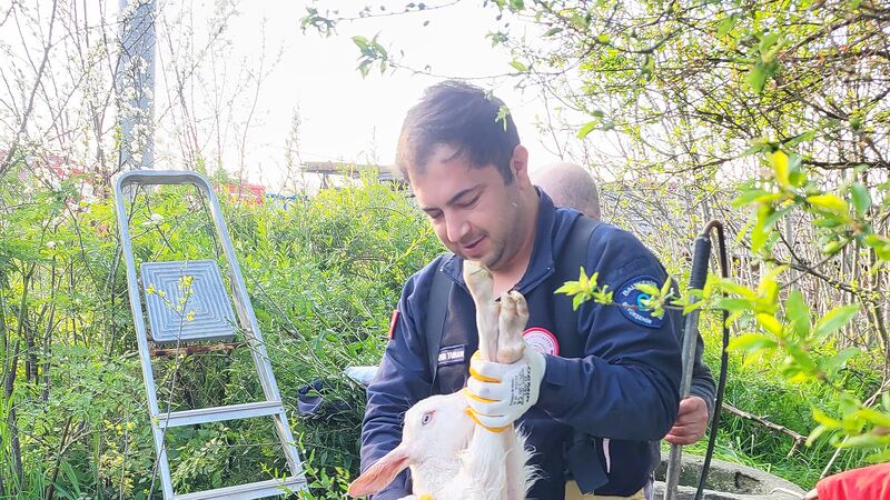 Balıkesir'in Manyas ilçesinde derin bir kuyuya düşen oğlak, Büyükşehir Belediyesi