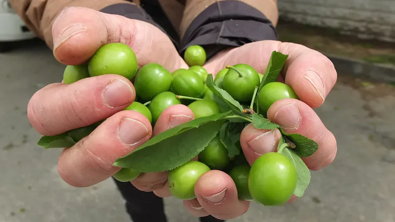 Balıkesir Burhaniye'de baharla birlikte erkenci erik hasadı başladı. Ören Mahallesinde