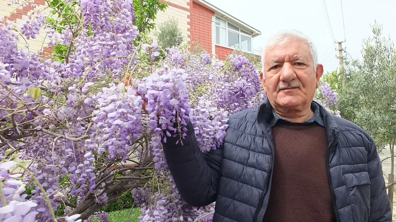 Balıkesir'in Burhaniye ilçesinde mor salkım ağaçları çiçek açtı. Ören Mahallesinde