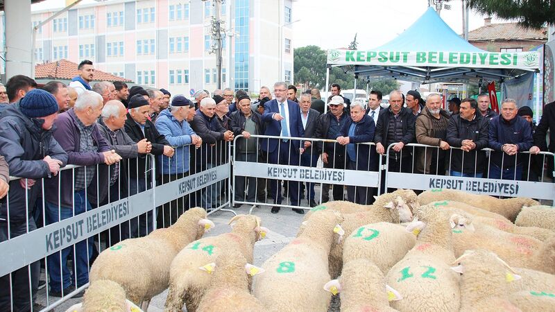 Kepsut Belediyesi, kendi üretim tesisinde yetiştirdiği 30 damızlık koçu noter
