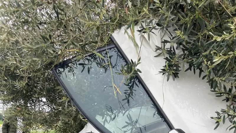 Edremit Altınoluk'ta kontrolden çıkan otomobil takla atarak zeytinlik alana savruldu.