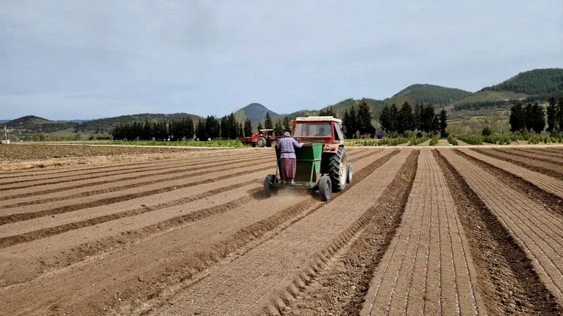 Balıkesir Orman Bölge Müdürlüğü, Dursunbey Orman Fidanlık Şefliği'nde yürüttüğü fidan