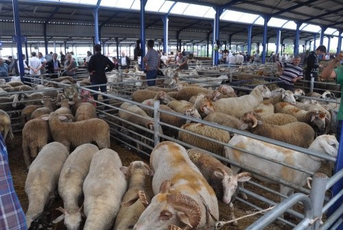 Balıkesir’in Gönen ilçesinde faaliyet gösteren hayvan pazarının ikinci bir duyuruya