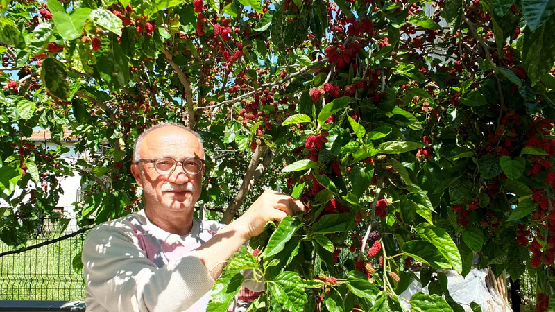 Balıkesir Burhaniye'de baharın gelmesiyle birlikte kırmızı dutlar olgunlaştı. Ören Mahallesi'nde