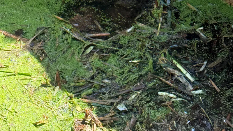 Balıkesir Erdek'te kuyuya düşerek mahsur kalan tilki, itfaiye ekiplerinin titiz