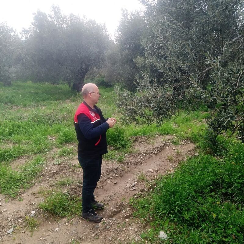 Balıkesir’in Edremit ilçesinde zeytin üretiminde verim ve kaliteyi artırmak amacıyla