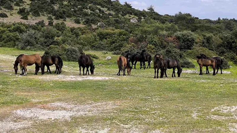 Çanakkale'nin Ayvacık ilçesinde çiftçiler, başıboş yılkı atlarının tarım arazilerine verdiği