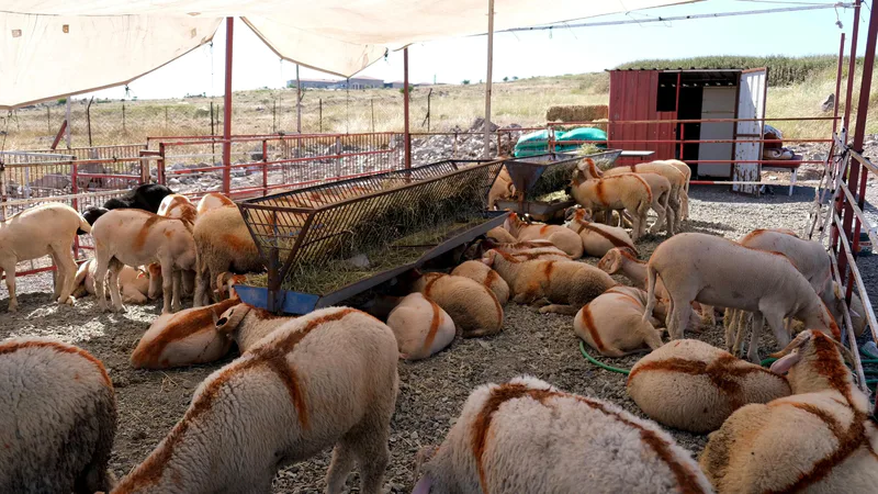 Ayvalık Belediyesi, Kurban Bayramı öncesinde hijyenik ve güvenli ortamda kurbanlık