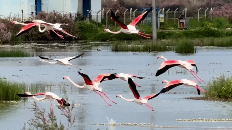 Ayvalık'ın lagünlerinde binlerce flamingo görsel şölen sunuyor. Ekoturizm ve kuş