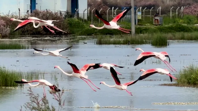 Balıkesir Ayvalık'ta flamingolar görsel şölen sunuyor. Lagünlerde konaklayan binlerce flamingo,