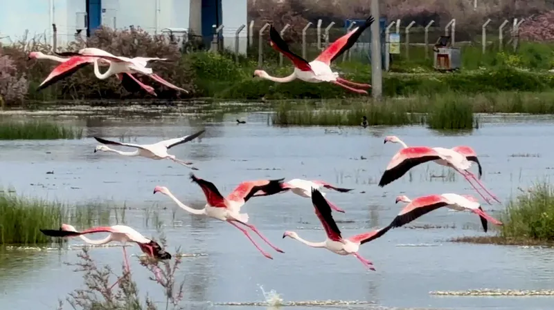 Ayvalık'ın lagünlerinde toplanan binlerce flamingo, doğaseverlere açık hava müzesi atmosferi
