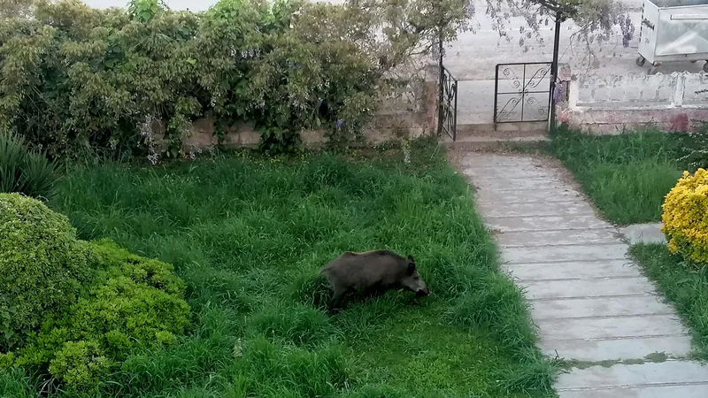 Ayvalık Sefa-Çamlık Mahallesi'nde yaban domuzları şehir merkezine iniyor. Vatandaşlar korku