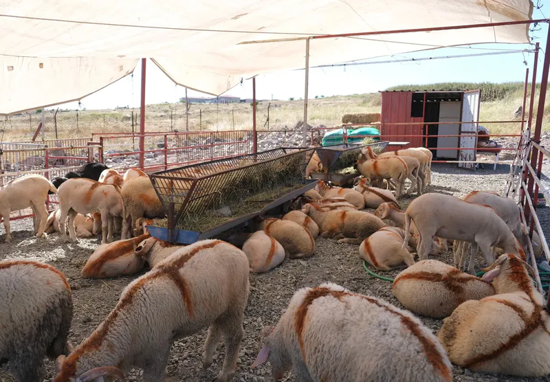 Ayvalık Belediyesi, Kurban Bayramı öncesinde yeni Canlı Hayvan Pazarı'nı hizmete