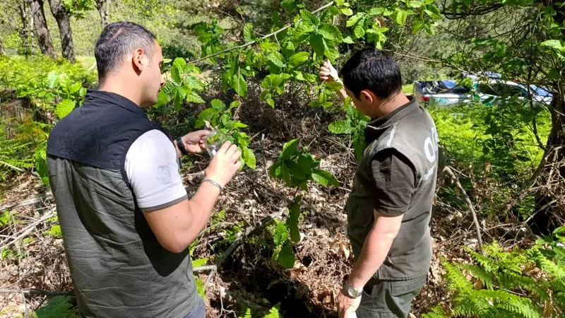 Balıkesir Orman Bölge Müdürlüğü, kestane gal arısına karşı İvrindi'de biyolojik