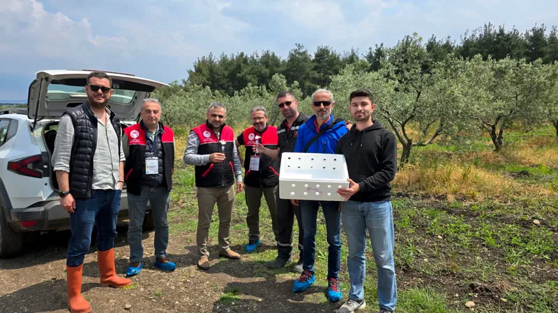 Balıkesir'de 3 bin Samuray Arısı salınarak Kahverengi Kokarca zararlısına karşı