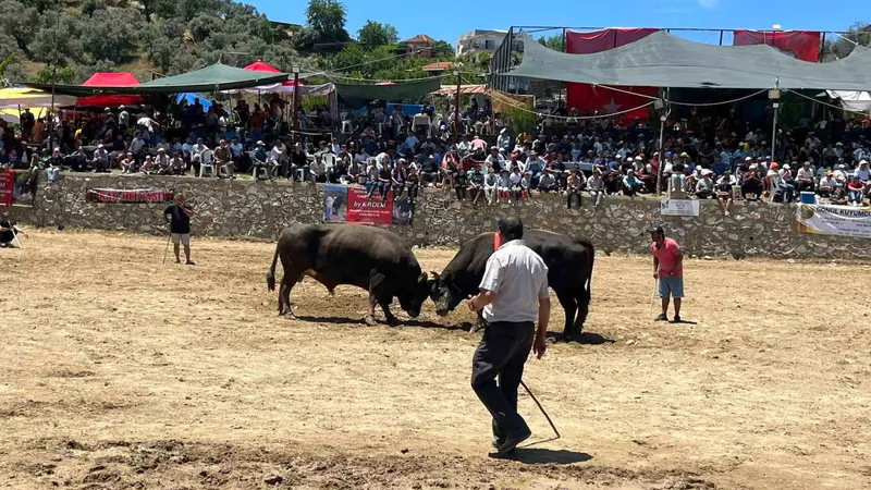 Aydın'ın Germencik ilçesinde düzenlenen 28. Geleneksel Çamköy Boğa Güreşi Festivali'nde