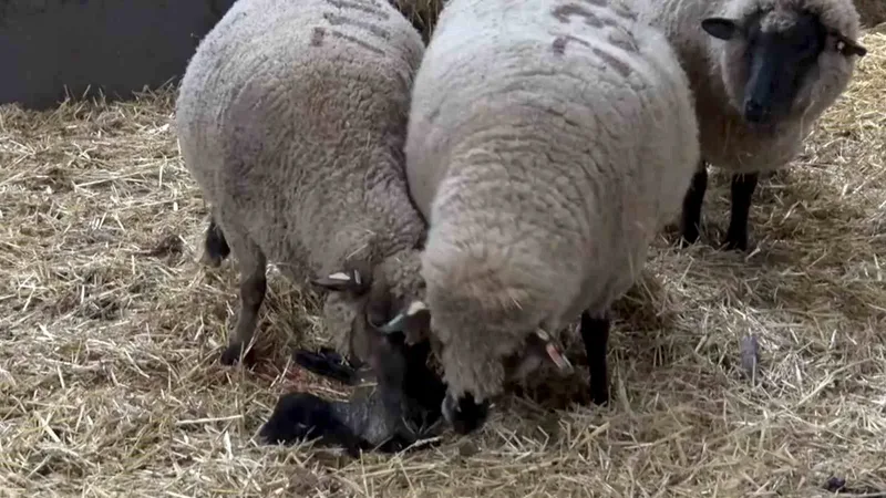 Balıkesir'deki bir hayvancılık işletmesinde doğan Merinos cinsi kuzu, iki anne