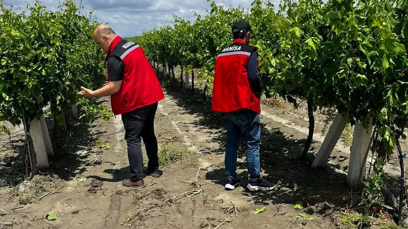 Manisa'nın Saruhanlı ilçesinde etkili olan dolu ve sel, üzüm bağları