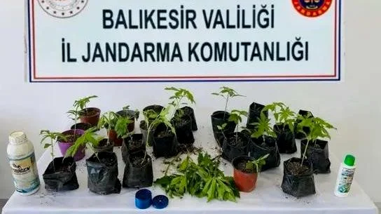 Balıkesir Erdek'te jandarma operasyonunda 32 kök kenevir bitkisi ele geçirildi.