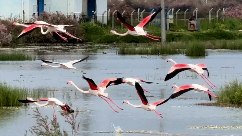Balıkesir Ayvalık'ta binlerce flamingo, lagünlerde zarif dansıyla doğaseverleri büyülüyor. Ekoturizm