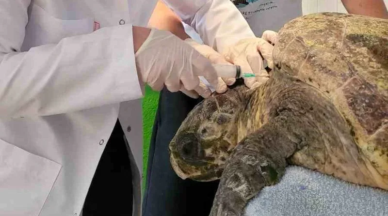 Aydın'ın Kuşadası ilçesinde yaralı halde bulunan caretta caretta, Güzelçamlı Limanı'nda