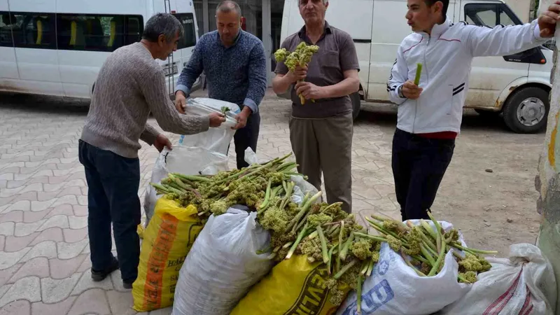 Doğu Anadolu'nun yüksek rakımlı yaylalarından toplanan ve 'ışgın' olarak bilinen